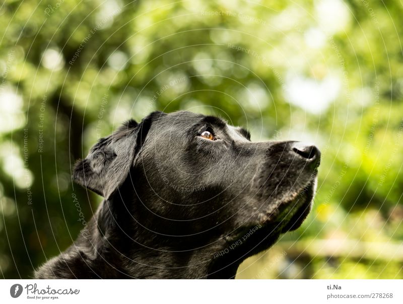 alles ist gut, der Countdown läuft Garten Tier Haustier Hund 1 beobachten Freundlichkeit Neugier gelb grün schwarz Labrador Farbfoto Gedeckte Farben