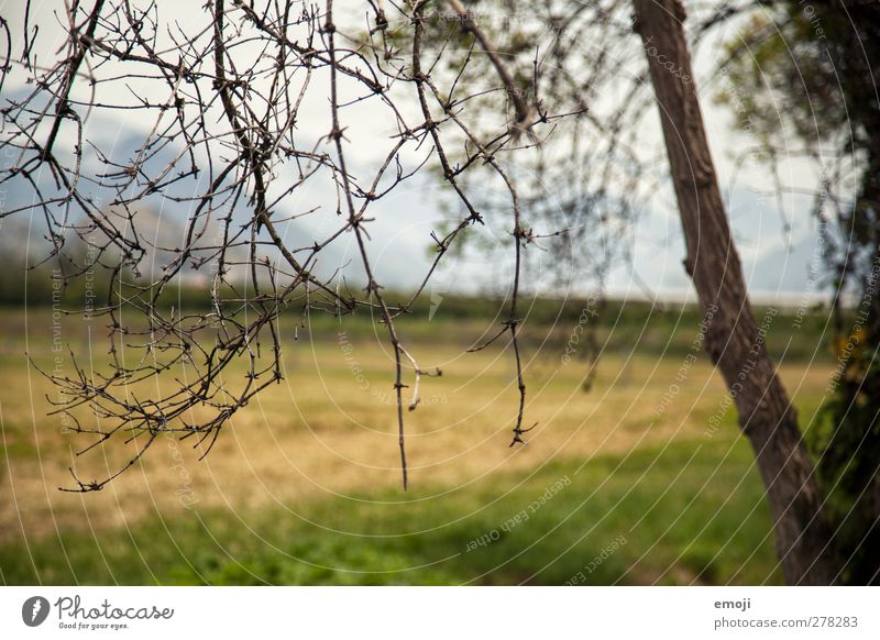 dörr Umwelt Natur Landschaft Baum Ast Feld trocken braun Farbfoto Außenaufnahme Detailaufnahme Menschenleer Tag Schwache Tiefenschärfe