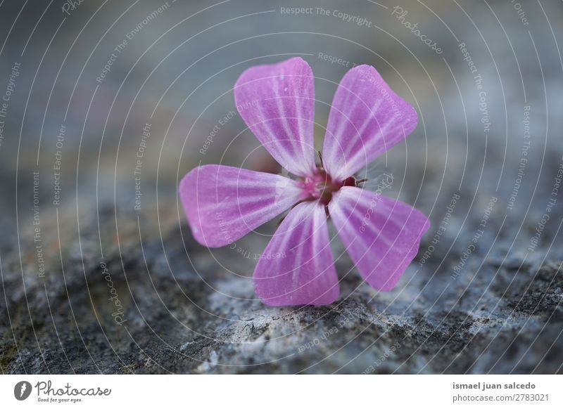 rosa Blütenpflanze Blume Blütenblatt Pflanze Garten geblümt Natur Dekoration & Verzierung romantisch Beautyfotografie Zerbrechlichkeit Hintergrund Frühling
