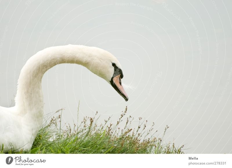 Weißgraugrün Umwelt Natur Tier Wasser Gras Seeufer Teich Vogel Schwan 1 Blick ästhetisch natürlich weiß ruhig Farbfoto Außenaufnahme Menschenleer