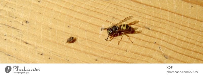 auf Jagt Wespen Wanze Flucht laufen Parkett Jagd Insekt gefährlich gelb auf der Flucht KDF