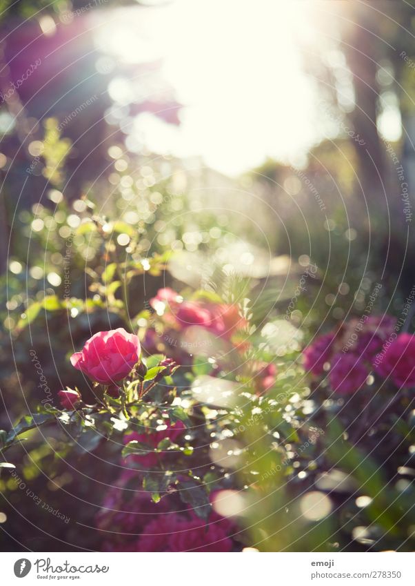 la vie en rose Umwelt Natur Landschaft Pflanze Frühling Schönes Wetter Blume Sträucher Rose Duft rosa Farbfoto Außenaufnahme Menschenleer Tag Licht Gegenlicht
