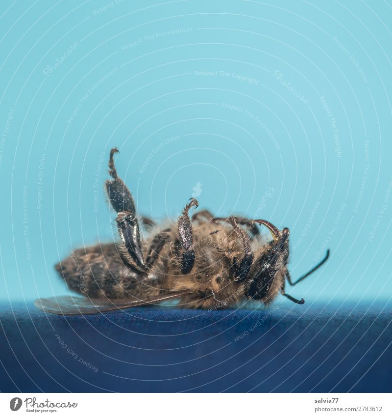 Gedankenspiele | was wäre wenn Umwelt Natur Tier Nutztier Biene Insekt Honigbiene 1 blau Verantwortung Sorge Tod Umweltschutz Vergänglichkeit verlieren