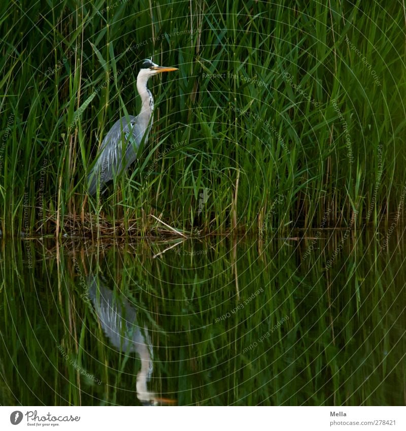 Tarnung: Mangelhaft Umwelt Natur Landschaft Tier Wasser Gras Blatt Schilfrohr Seeufer Teich Wildtier Vogel Reiher Graureiher 1 Blick stehen natürlich grün