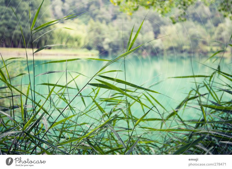 türkis Umwelt Natur Landschaft Pflanze Gras Sträucher See frisch natürlich Farbfoto Außenaufnahme Nahaufnahme Menschenleer Tag Schwache Tiefenschärfe