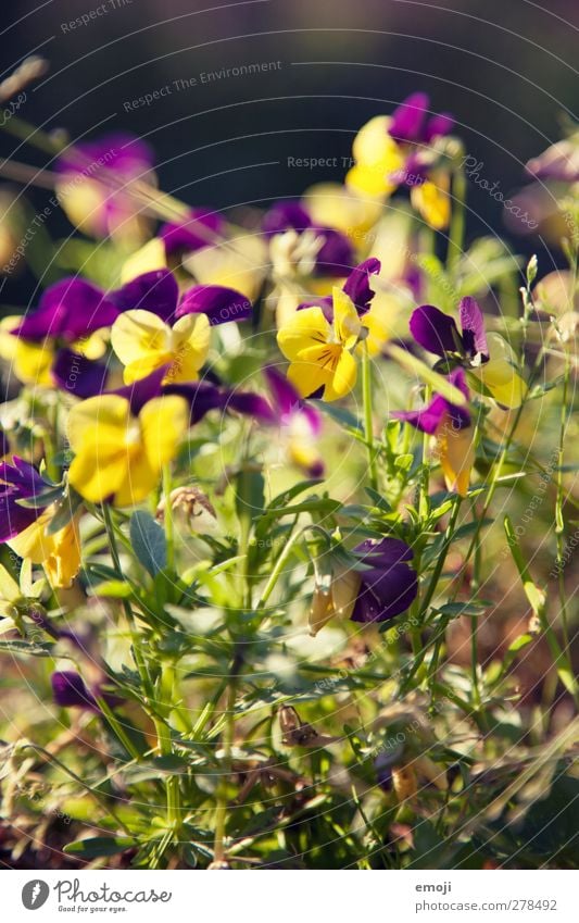 Mütterchen Umwelt Natur Pflanze Frühling Sommer Blume natürlich gelb Stiefmütterchen Farbfoto Außenaufnahme Nahaufnahme Makroaufnahme Menschenleer Tag Licht