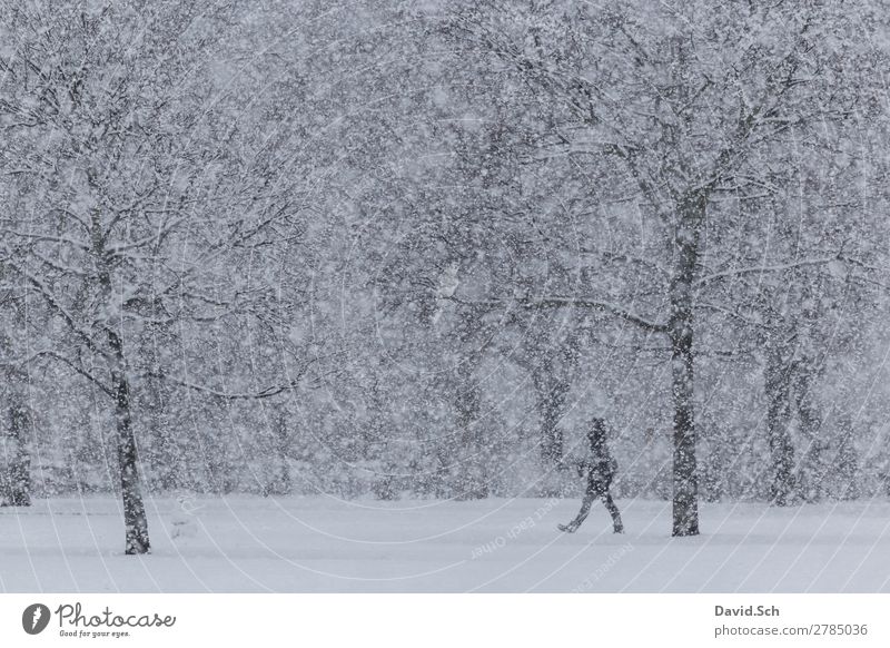 Eine Person geht bei starken Schneefall durch einen Park Winter Mensch Frau Erwachsene Mann Körper 1 Umwelt Natur Landschaft Baum Bewegung gehen Gesundheit