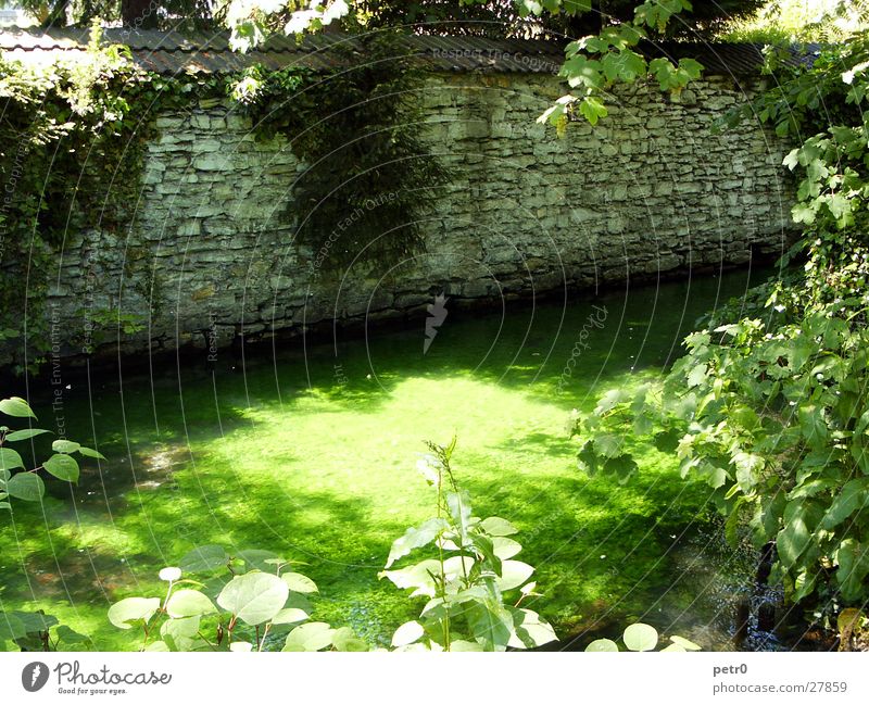 Am kleinen Bachlauf im Park Mauer Bruchstein Sommer Mittagssonne grün nass Lichteinfall gleißend Wasserpflanze bewachsen Fluss Sonne Pflanze Schatten