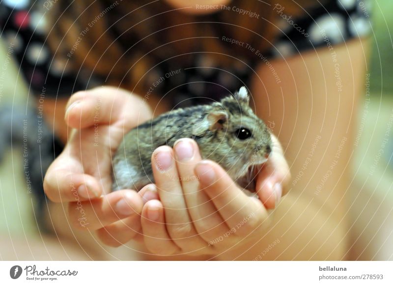 Karli | Gehalten Mensch feminin Kind Mädchen Kindheit Leben Arme Hand Finger 1 8-13 Jahre Tier Haustier tragen grau schwarz weiß Hamster Zwerghamster Dschungare