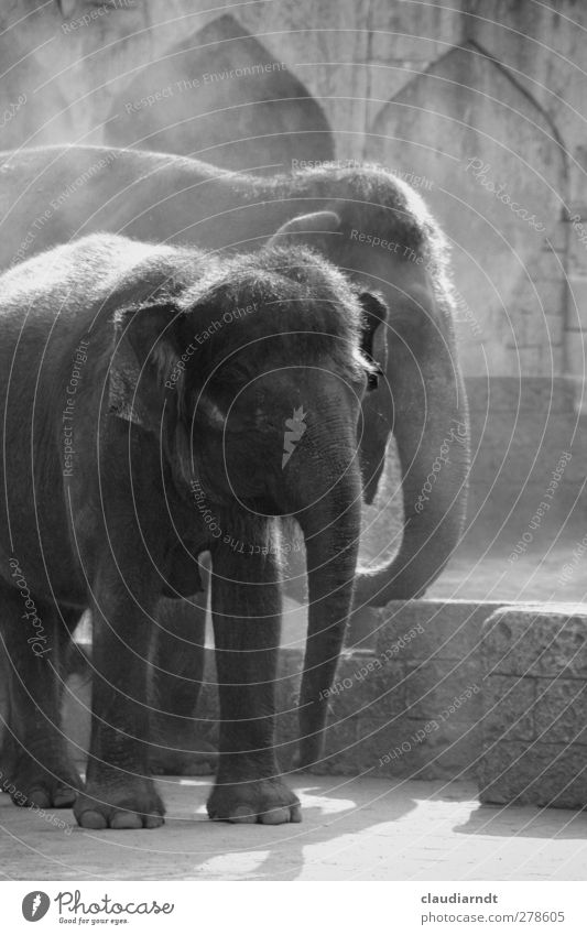 Graue Riesen Tier Wildtier Zoo Elefant Elefantenhaut 2 stehen exotisch Zusammensein groß trocken wild grau staubig Rüssel Koloss Indischer Elefant Gelassenheit