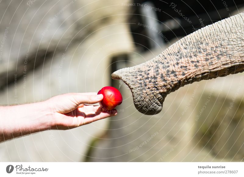 Begegnung Lebensmittel Apfel Essen Futter füttern Arme Hand Finger 1 Mensch Tier Wildtier Zoo Rüssel Elefant Nase Hilfsbereitschaft Farbfoto Außenaufnahme Tag