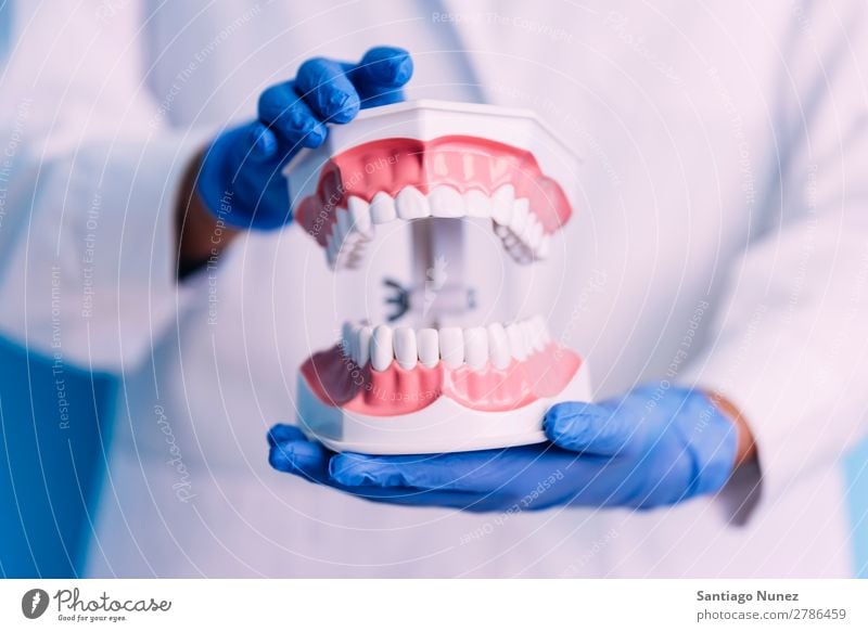 Zahnmodell des Kiefers. Accessoire Zahnspange Fürsorge Stuhl Klinik dental Zahnarzt Zahnmedizin Bohrmaschine Gerät Gesundheit Gesundheitswesen Sauberkeit