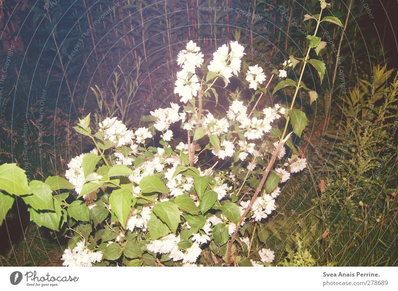 nachts. Umwelt Pflanze Schönes Wetter Blume Sträucher Grünpflanze Wildrosen Park Wiese trashig Nacht geblitzt Blüte Farbfoto Gedeckte Farben Außenaufnahme