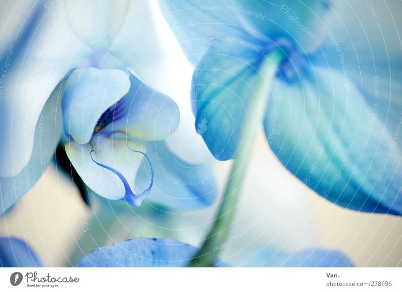 bleu³ Natur Pflanze Sommer Blume Orchidee Blüte Stengel hell blau weiß Farbfoto Gedeckte Farben Außenaufnahme Detailaufnahme Menschenleer Tag