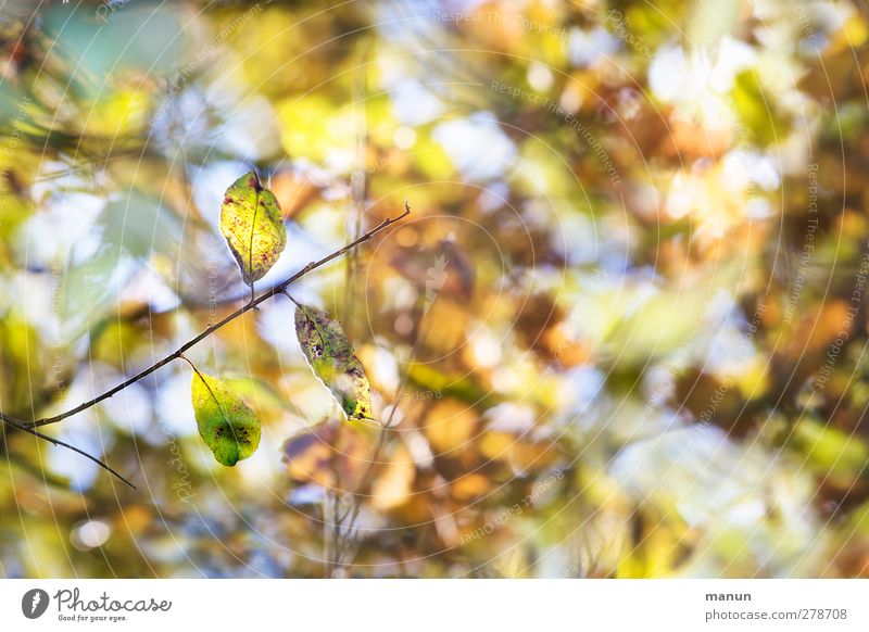 herbstlich Natur Herbst Baum Sträucher Blatt Herbstfärbung Herbstbeginn mehrfarbig Farbfoto Außenaufnahme Menschenleer Textfreiraum rechts Tag Kontrast