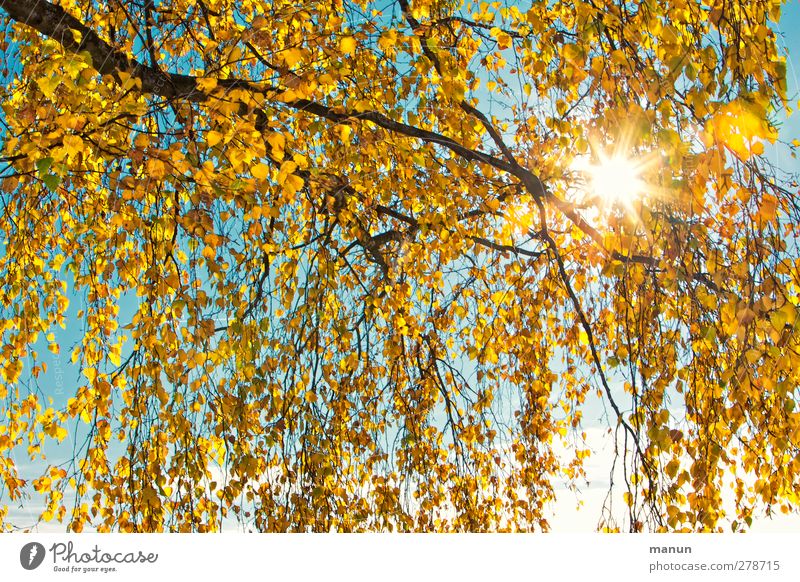 Herbstsonne Natur Sonne Baum Blatt Birke Birkenblätter herbstlich Herbstfärbung Herbstbeginn Herbstwetter Wärme gelb gold türkis Farbfoto Außenaufnahme