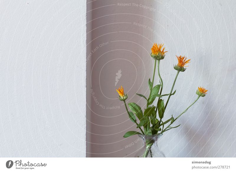1/3 blank Natur Pflanze Blume Blüte Mauer Wand Fassade Blühend Duft hell kalt weiß Dekoration & Verzierung Blumenstrauß Blumenvase gestrichen trist neutral