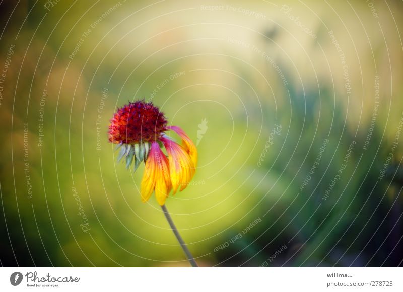 Kokardenblume mit gerupften Blütenblättern - indian blanket Blume gaillardia pulchella schön Vergänglichkeit verblüht Blütenblatt Farbenspiel leuchtende Farben