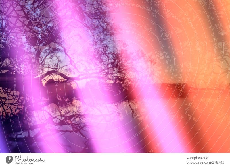 Farben der Müritz 3 Kunst Maler Umwelt Natur Landschaft Wasser Himmel Wolkenloser Himmel Sonnenaufgang Sonnenuntergang Sommer Schönes Wetter Pflanze Baum Blatt