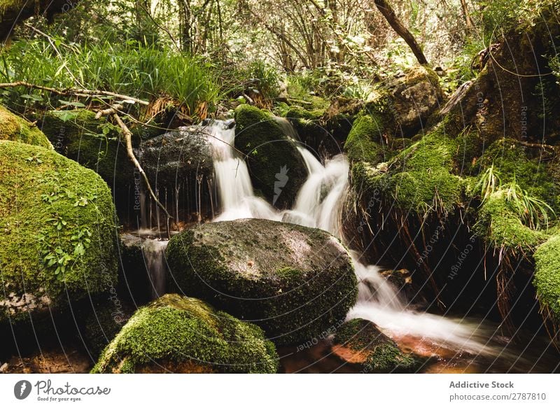 Kleiner Wasserfall zwischen den Steinen im Wald Fluss Felsen Gras Baum grün Entwurf Aussicht nass Pflanze Natur strömen Ferien & Urlaub & Reisen natürlich
