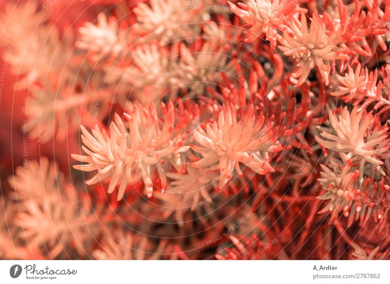 Sedum in Coral Garten Natur Pflanze Frühling Sommer Wiese exotisch modern Spitze stachelig orange einzigartig Wachstum Botanik Fetthenne Koral Korallen rot rosa