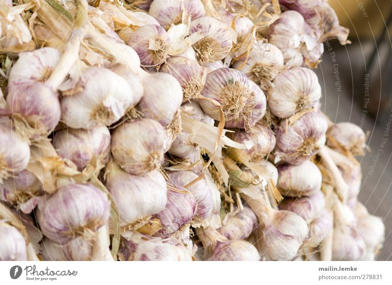 französischer Markt Lebensmittel Gemüse Knoblauch violett weiß Frankreich Farbfoto Außenaufnahme Zentralperspektive