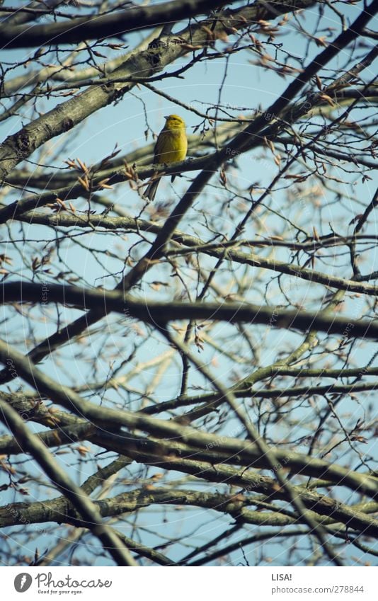 girlitz Pflanze Tier Frühling Baum Baumkrone Ast Zweig Blütenknospen Wildtier Vogel Girlitz 1 blau braun gelb Farbfoto Außenaufnahme Menschenleer Tag