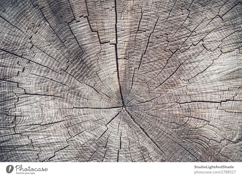 Querschnitt durch einen alten Baum Natur Holz natürlich braun Farbe geschnitten Hintergrund Konsistenz Ringe Stumpf Kofferraum Totholz Strahl Forstwirtschaft