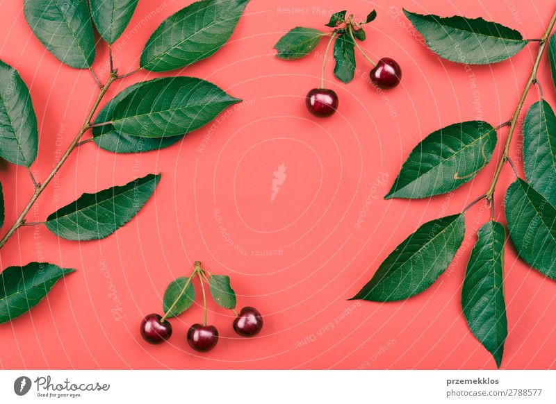 Blätter, Beeren vom Kirschbaum auf rotem Hintergrund Frucht Dessert Stil Sommer Blatt Sammlung einfach frisch hell saftig grün rosa Kirsche Zusammensetzung