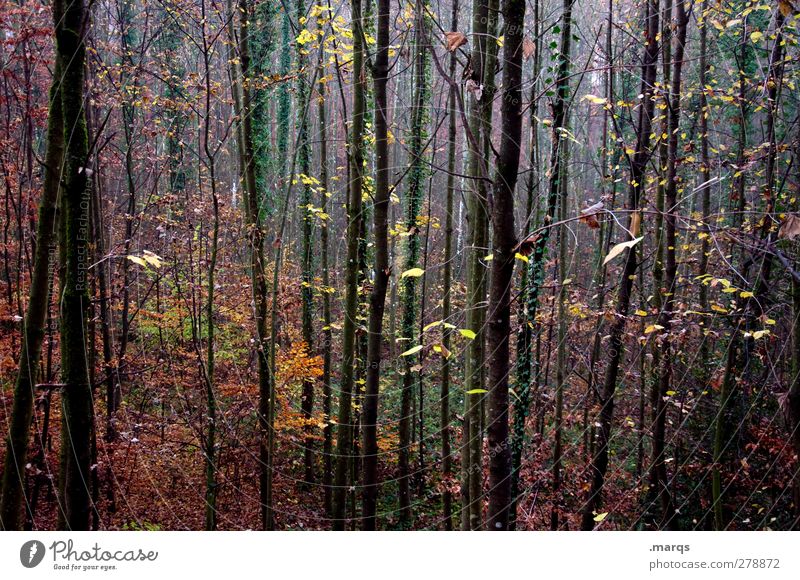 Welk Landschaft Pflanze Herbst Klima Klimawandel Baum Wald außergewöhnlich dunkel schön Stimmung Farbe Wandel & Veränderung Farbfoto Außenaufnahme Menschenleer