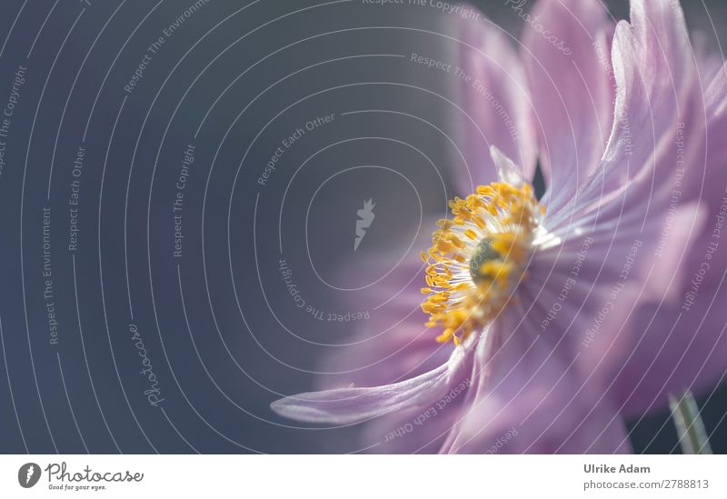 Anemone im Licht - Natur und Blumen Design Wellness Leben harmonisch Wohlgefühl Zufriedenheit Erholung ruhig Meditation Spa Dekoration & Verzierung Tapete