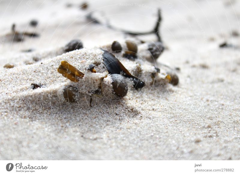 Strandstilleben Umwelt Natur Pflanze Sand Küste braun grau schwarz Algen Sträucher Ebbe Außenaufnahme Menschenleer Tag Unschärfe