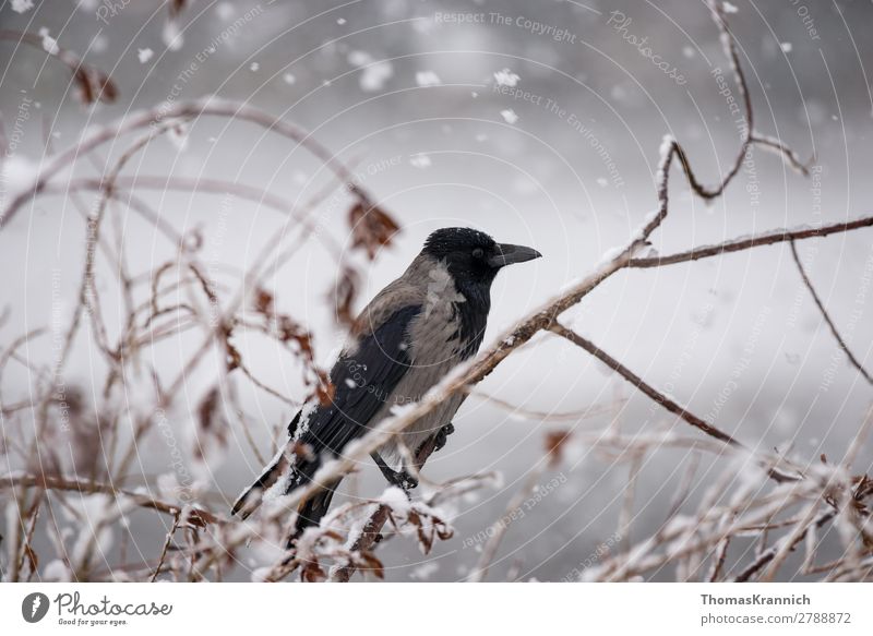 Nebelkrähe im Schnee Winter Wetter Schneefall Tier Wildtier Vogel Krähe Aaskrähe 1 sitzen ruhig ästhetisch Mitte Rabenvögel Farbfoto Außenaufnahme