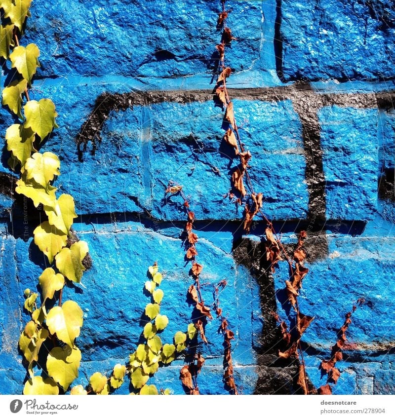 Blaues Graffiti auf mit Efeu gewachsener Mauer Umwelt blau Wand Mauerpflanze Kletterpflanzen Pflanze Stadt welk grün Farbfoto mehrfarbig Außenaufnahme