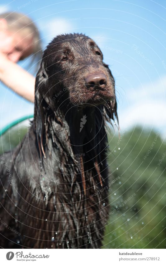 vie de chien Natur Wasser Wassertropfen Garten Tier Haustier Hund 1 Reinigen nass niedlich braun Opferbereitschaft Gelassenheit Selbstbeherrschung Reinheit