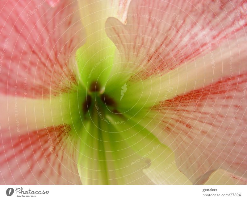 bluming Blume mehrfarbig Detailaufnahme Makroaufnahme