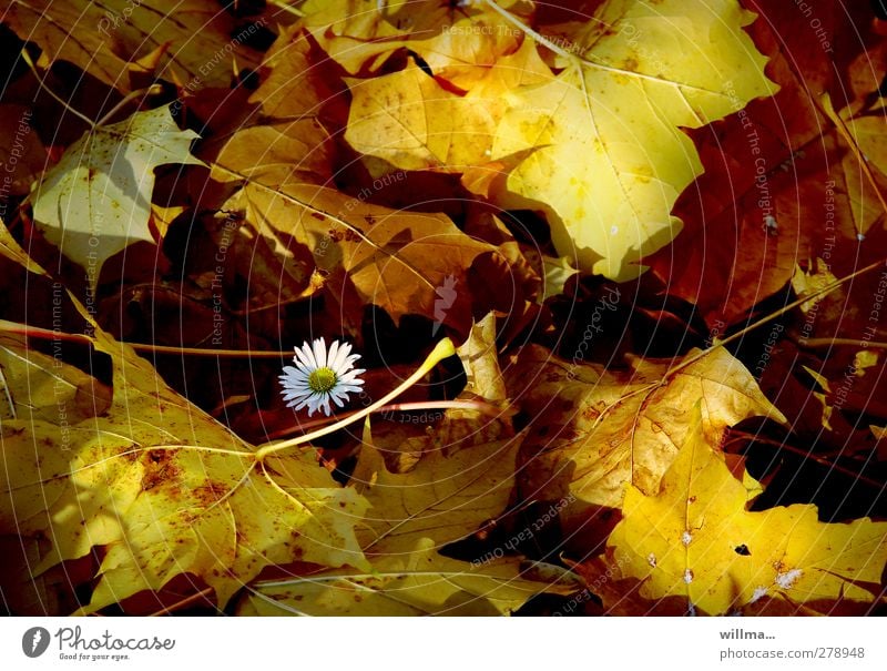 Gänseblümchen im Herbstlaub Natur Pflanze Schönes Wetter Blatt Blühend einzeln Schutz Geborgenheit Herbstfärbung