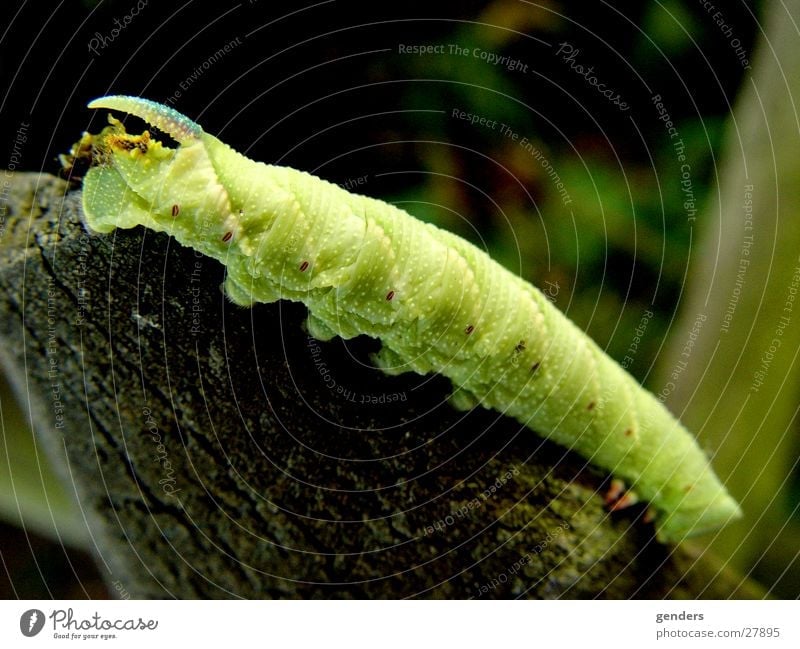 greenhorn grün Schmetterling Larve Raupe Makroaufnahme Detailaufnahme Horn