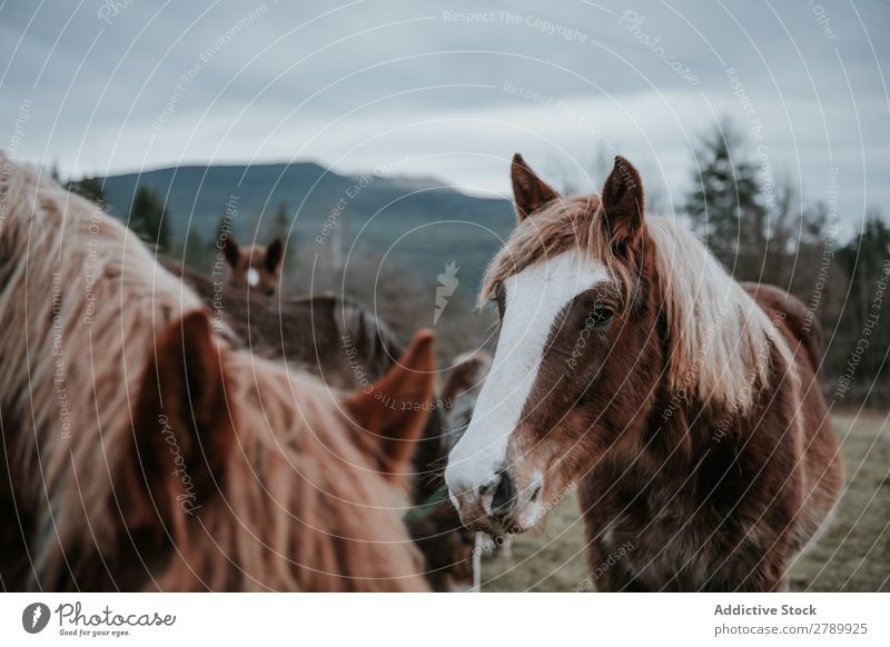 Lustige Pferde auf der Wiese weidend Pyrenäen lustig Feld Baum Hügel Wolken Himmel Berge u. Gebirge schön Säugetier Tier pferdeähnlich Mähne Stute züchten Ponys