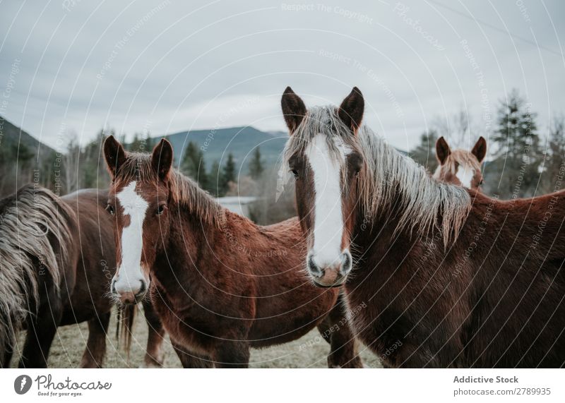 Lustige Pferde auf der Wiese weidend Pyrenäen lustig Feld Baum Hügel Wolken Himmel Berge u. Gebirge schön Säugetier Tier pferdeähnlich Mähne Stute züchten Ponys