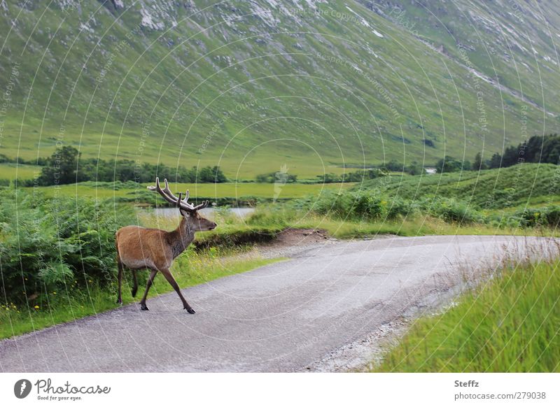 give way in Scotland Rothirsch Hirsch Schottland wild frei Wildtier Freiheit freilebend Idylle Tier freilaufend Landstraße Überqueren begegnen Straßenrand