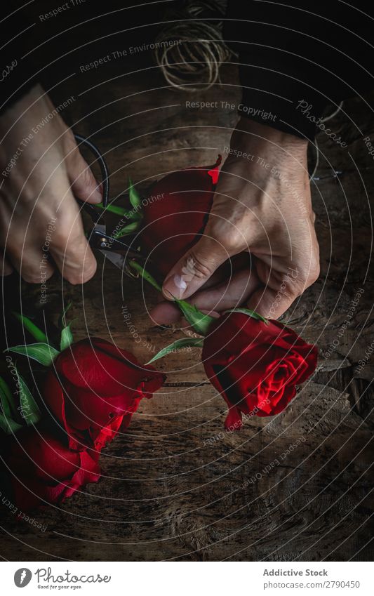Nicht erkennbare Frau, die einen Blumenstrauß aus roten Rosen macht. Hand unkenntlich Hintergrundbild dunkel Postkarte Blütenblatt Valentinsgruß Jahrestag