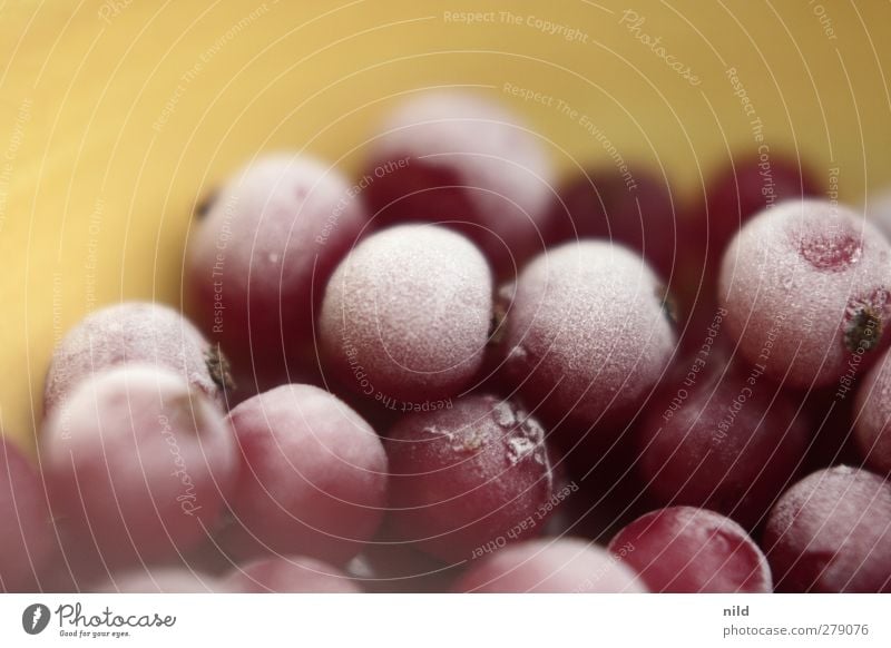 Rote Johannisbeeren (gefroren vor gelbem Hintergrund) Lebensmittel Frucht Ernährung Bioprodukte Vegetarische Ernährung sauer rot Eis Eiskristall Tiefkühlkost