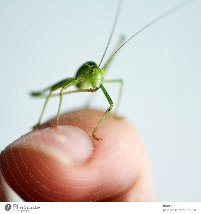 Mister Schreck Tier 1 grün Heuschrecke sanft Tierfuß Fühler klein Insekt gartenbewohner Finger schön Farbfoto Innenaufnahme Nahaufnahme Detailaufnahme