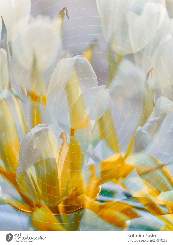 Blüten weiß Tulpen Blumenstrauß Doppelbelichtung Kunst Kunstwerk Natur Pflanze Frühling Sommer Herbst Winter Blatt Blühend leuchten Duft hell schön gelb gold