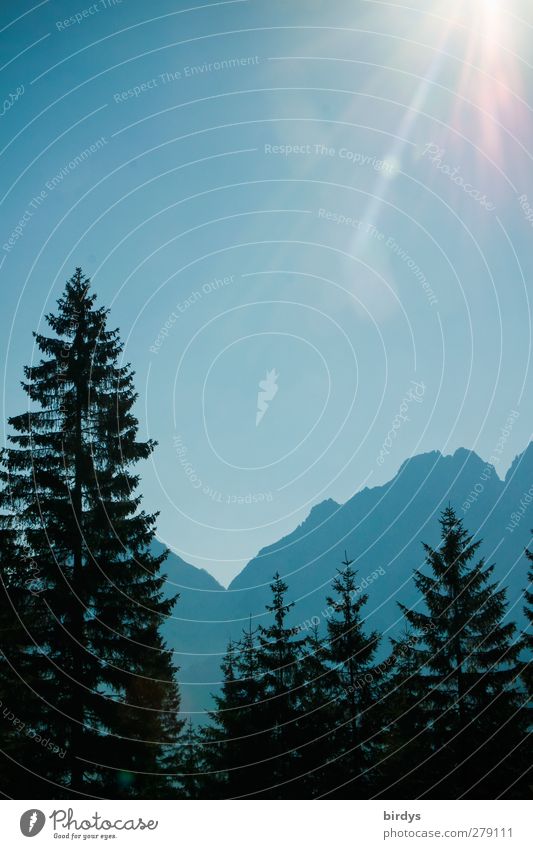 Zugspitzmassiv im Gegenlicht mit Tannen davor. Natur Wolkenloser Himmel Sonnenlicht Sommer Nadelbaum Alpen Berge u. Gebirge Gipfel leuchten ästhetisch elegant