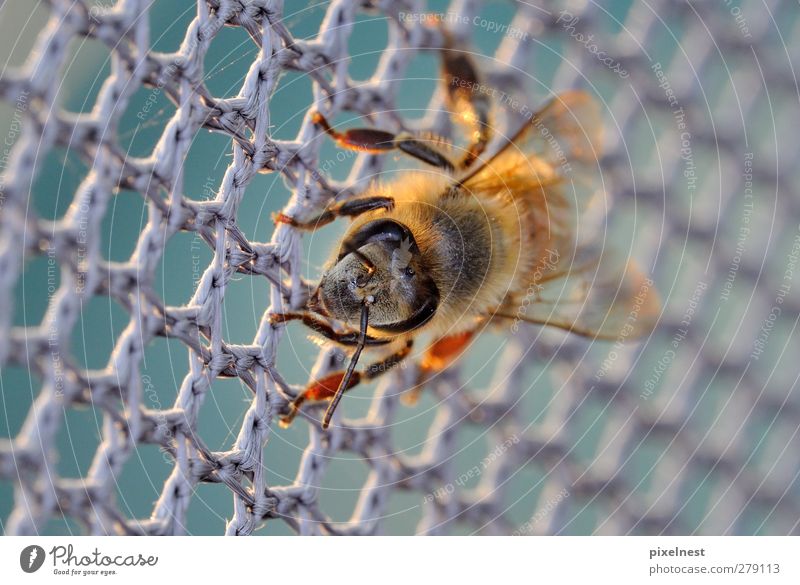 Vernetzt Biene 1 Tier Netz Netzwerk hängen krabbeln blau braun grau orange schwarz Sicherheit Honigbiene Facettenauge Fühler Flügel Farbfoto Außenaufnahme