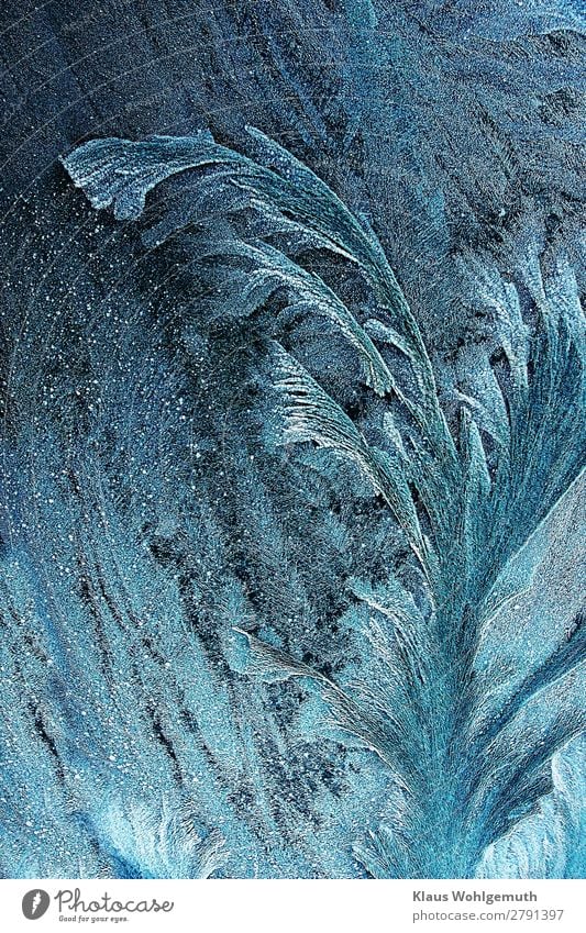 Cold beauty Natur Winter Eis Frost Pflanze Kristalle frieren glänzend blau türkis weiß schön kalt Eisblumen gefroren Farbfoto Gedeckte Farben Außenaufnahme