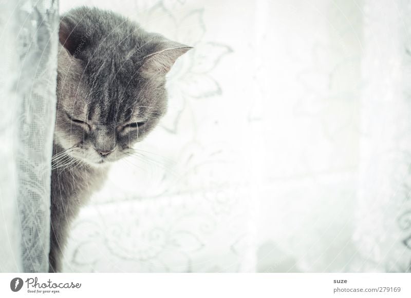 Mojo nickt langsam weg Erholung Tier Fenster Fell Haustier Katze 1 authentisch hell niedlich weich grau Langeweile Müdigkeit Hauskatze sanft Gardine
