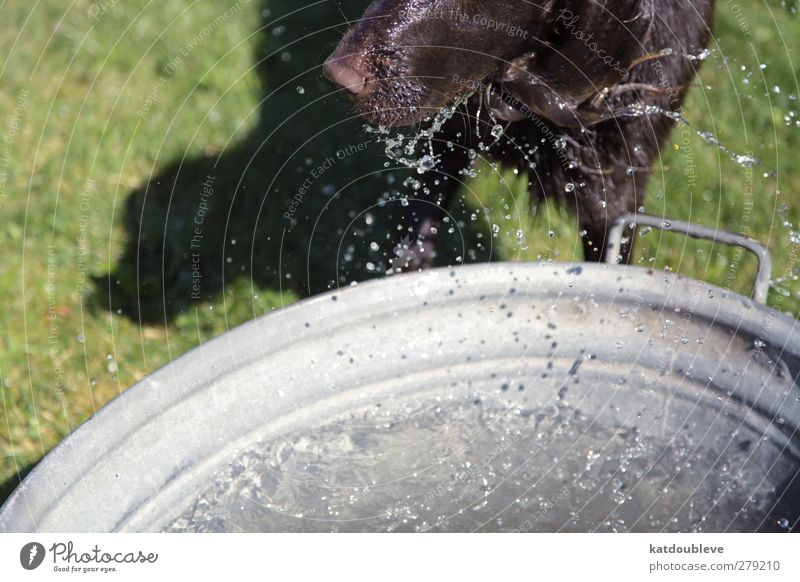 chien d'eau Sommer Sonne Schwimmen & Baden Tier Haustier Hund Wasser tauchen Farbfoto Außenaufnahme Tag Tierporträt